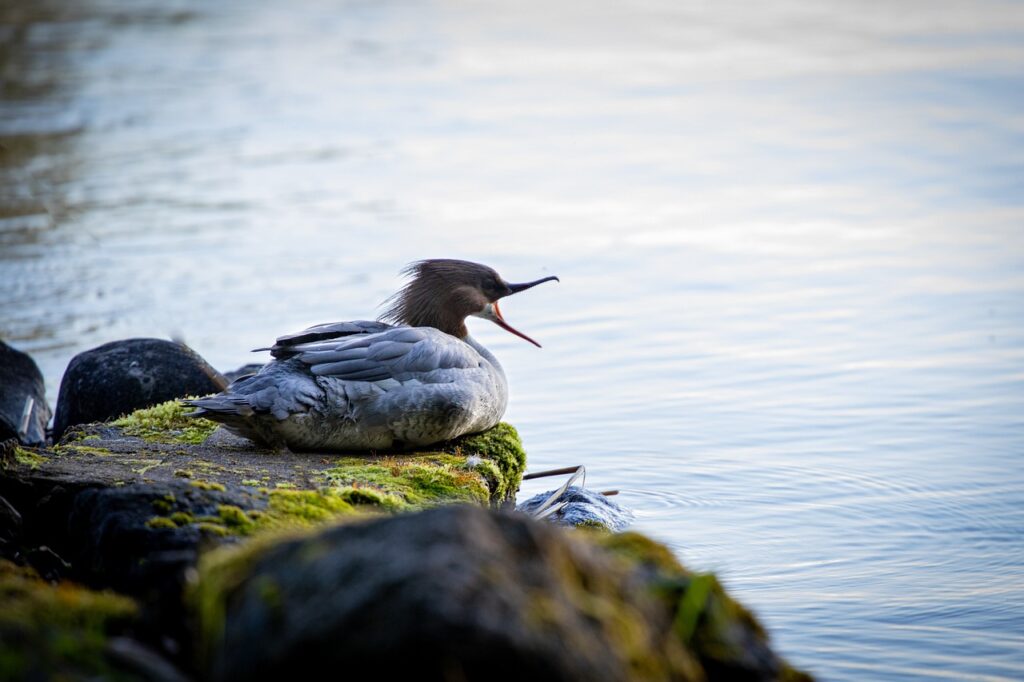 duck, bird, lake